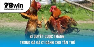 Bí quyết cược thắng trong đá gà C1 dành cho tân thủ