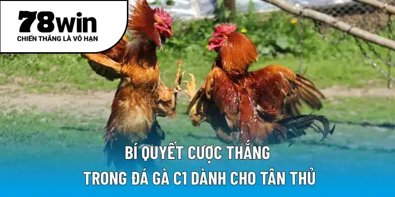 Bí quyết cược thắng trong đá gà C1 dành cho tân thủ