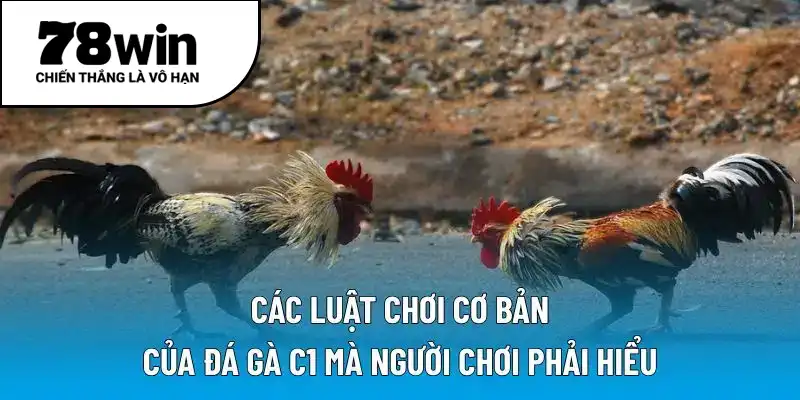 Các luật chơi cơ bản của đá gà C1 mà người chơi phải hiểu