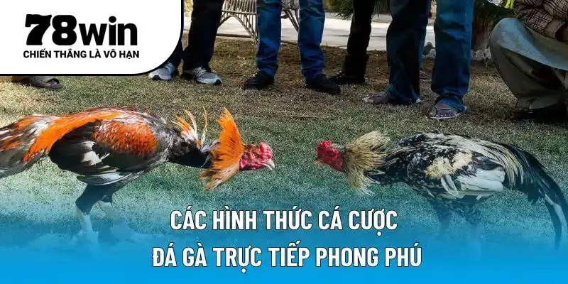 Các hình thức cá cược đá gà trực tiếp phong phú