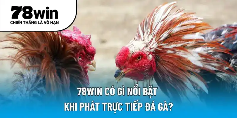 78WIN có gì nổi bật khi phát trực tiếp đá gà?